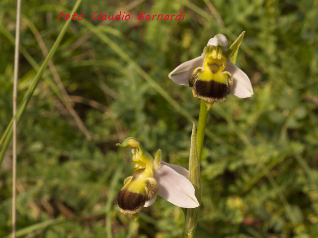 ophrys apifera bicolor